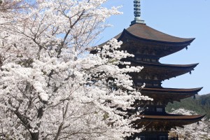 瑠璃光寺　桜